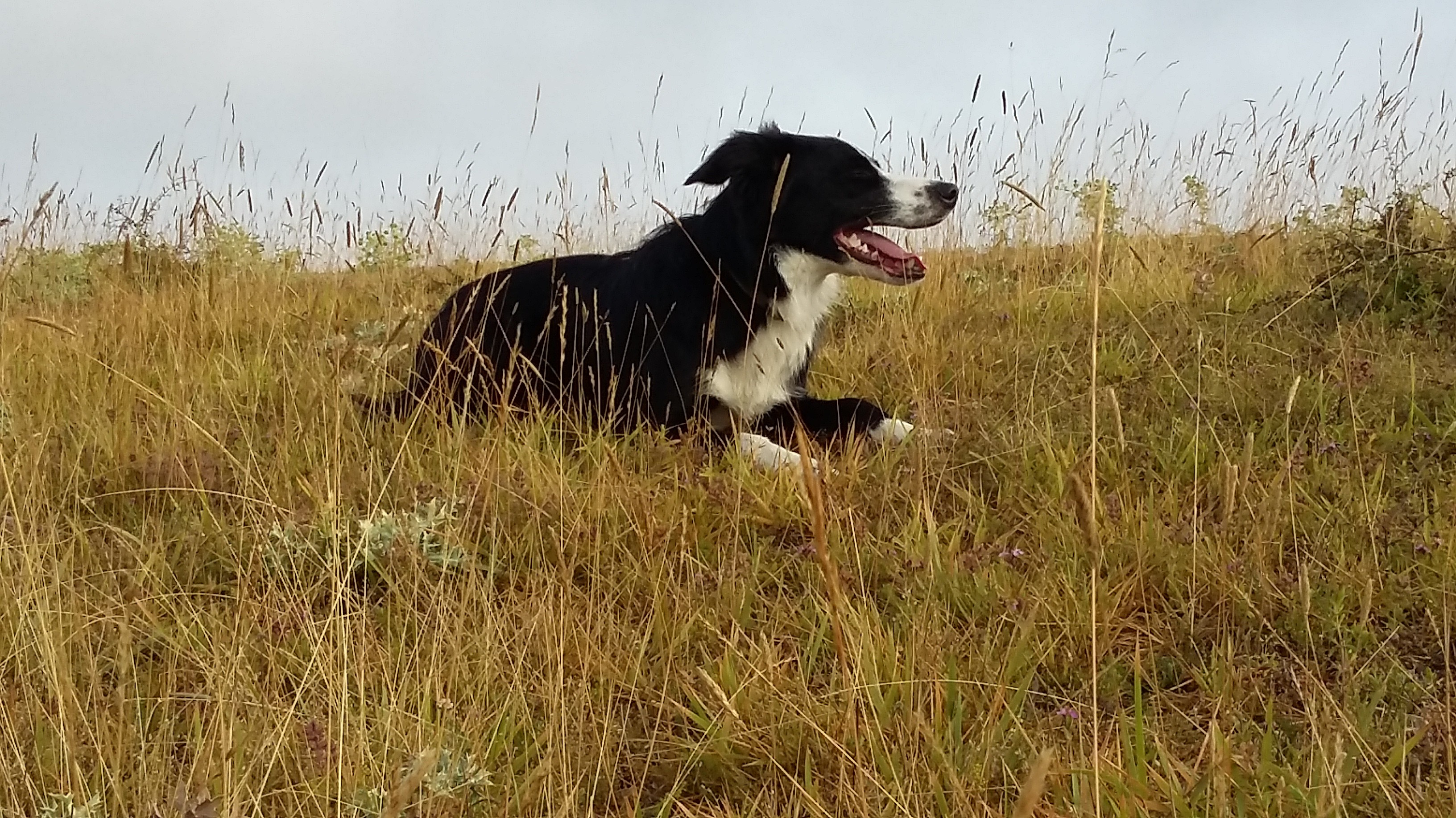 Orus Du Loup Aux Vents Des Dunes